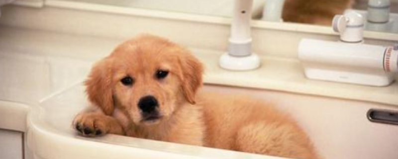 2个月幼犬有狂犬病吗