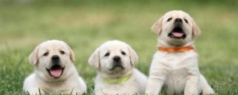 2个月幼犬洗澡注意事项