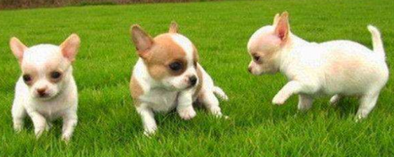 4个月的柯基犬怎么喂