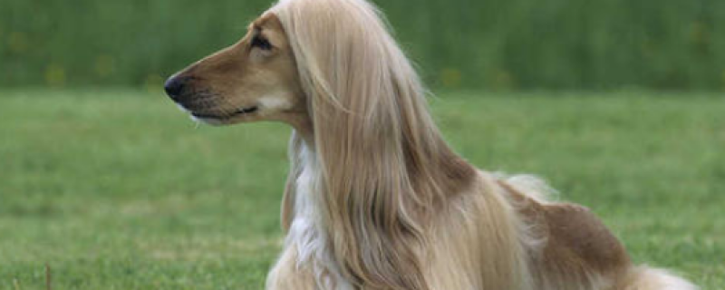 阿富汗猎犬感冒症状有哪些