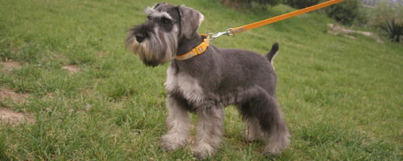 2个月雪纳瑞的喂养方法