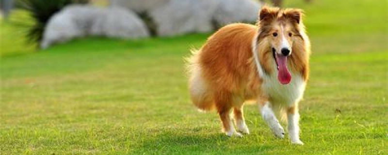 5个多月的苏牧怎么养