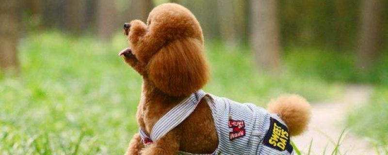 4个月的泰迪吃多少