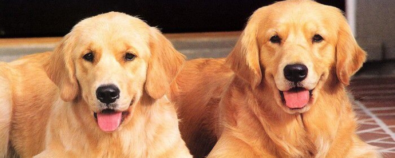 4个月金毛吃多少