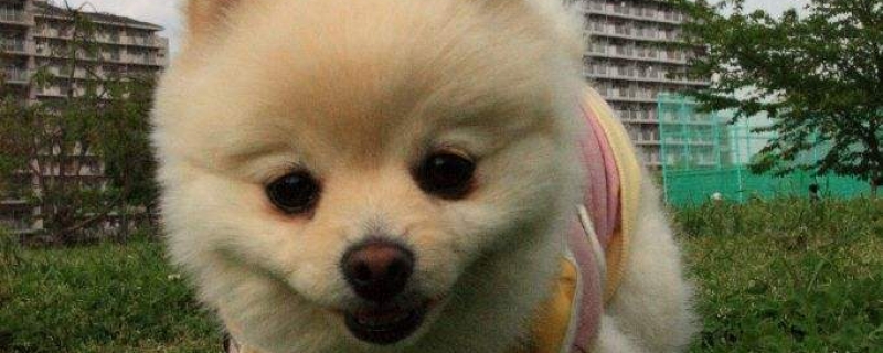 2个月幼犬可以洗澡吗