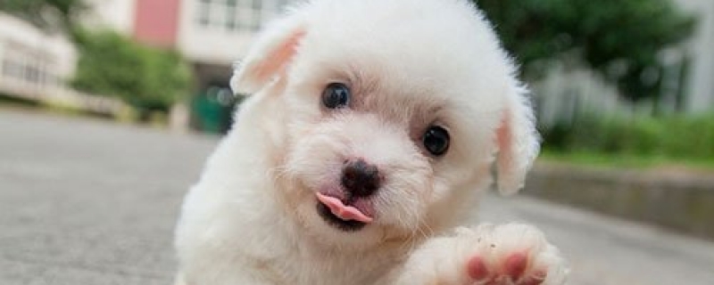 2个月幼犬身上很多皮屑