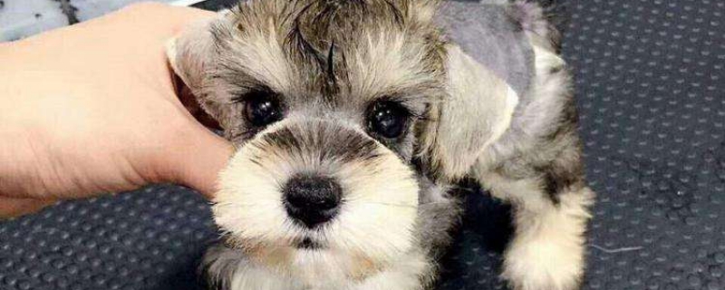 3个月大的雪纳瑞吃多少