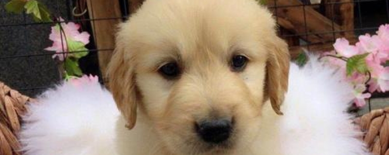 2个月拉布拉多尾巴卷怎么回事