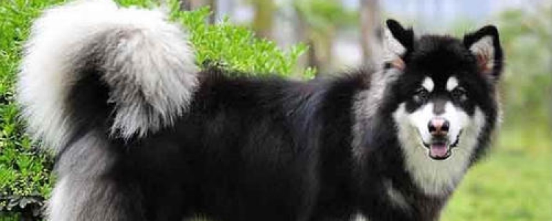 阿拉斯加皮肤病