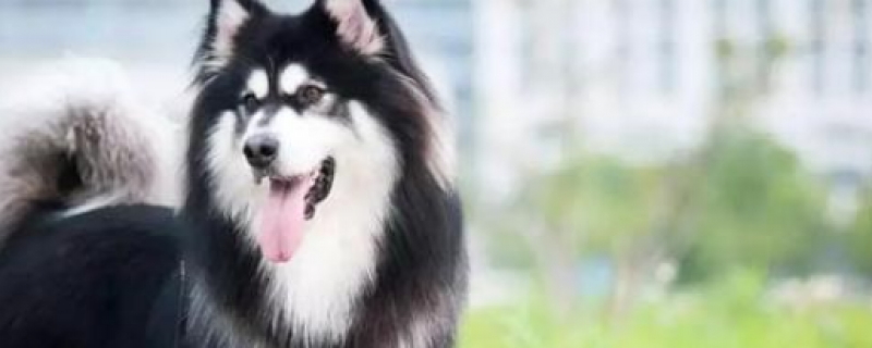 阿拉斯加得细小病毒怎么办