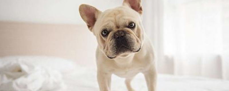 5个月的法斗一顿喂多少