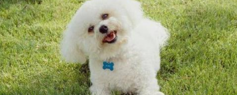 7个月比熊吃多少