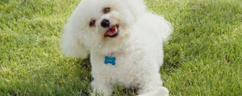 8个月比熊一天吃多少