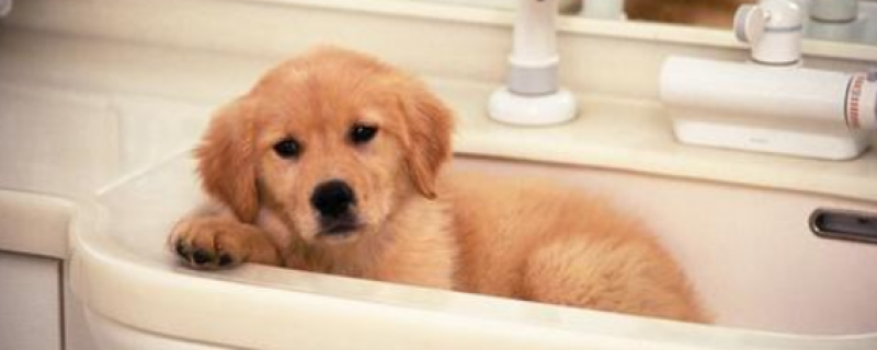 7个月金毛吃多少