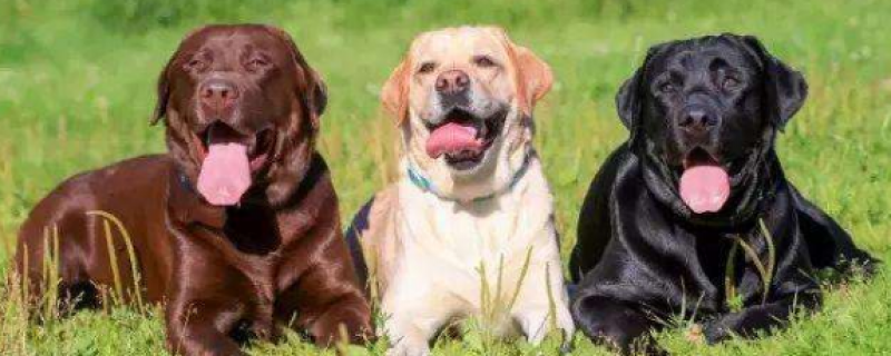 7个月的拉布拉多吃多少