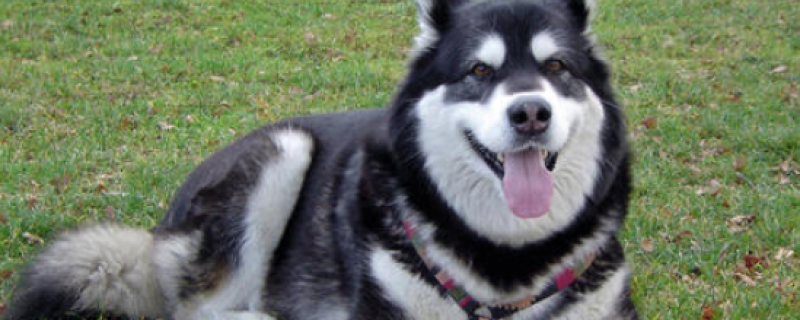 三十天小狗可以领养吗