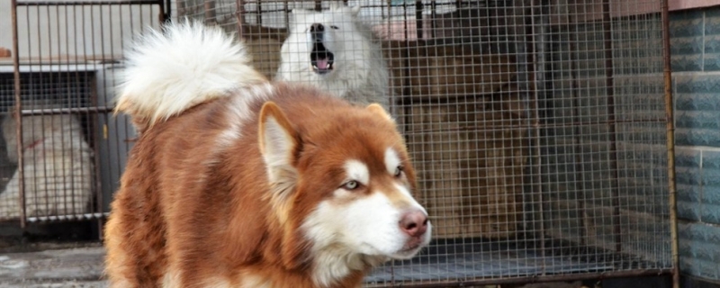 4个月阿拉斯加一次吃多少