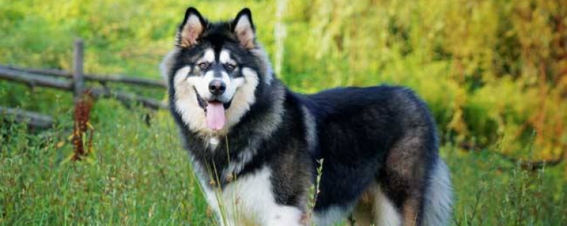 4个月的阿拉斯加吃多少