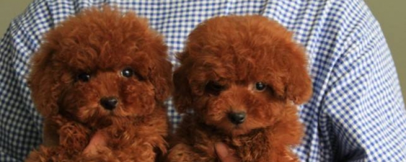 8个月泰迪每天吃多少