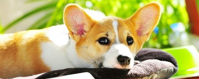 2～3个月的狗狗有狂犬病吗