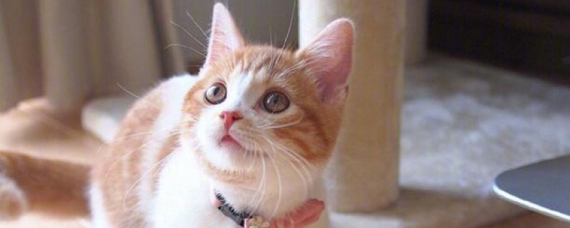 一只橘猫的寿命有多久