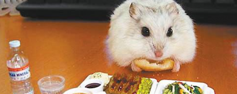 仓鼠能吃黄瓜片吗