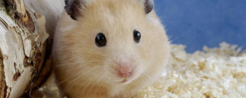 仓鼠可以吃桃子的果肉吗