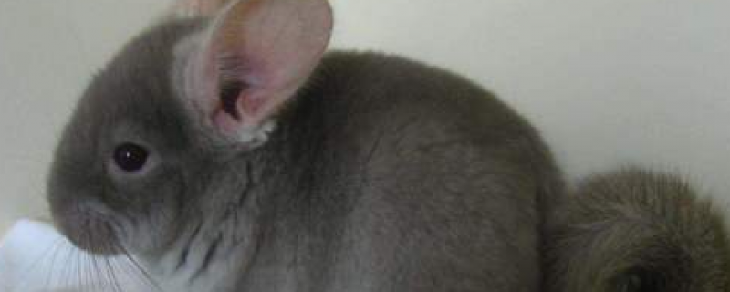 龙猫是猫还是老鼠