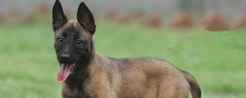 2个月的马犬怎么挑选