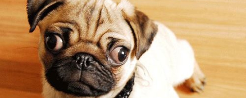 2个月法斗喂食量参考