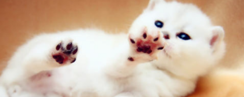 一个月幼猫有跳蚤怎么办