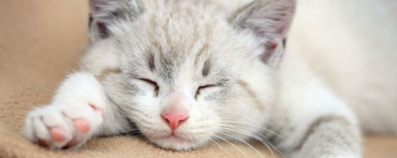 10L猫砂多少公斤