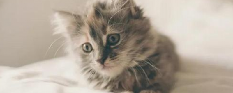 两个月的猫可以吃蛋黄吗