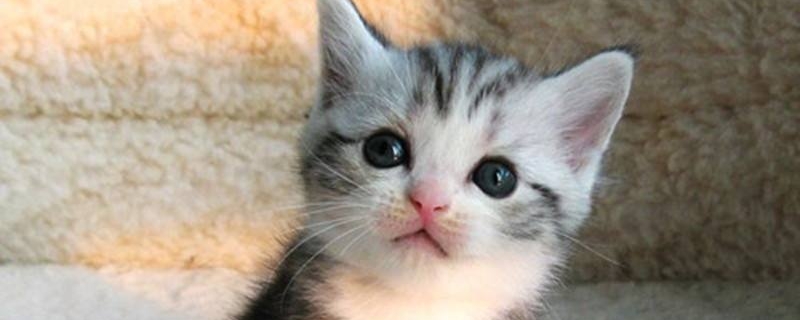 40天小猫可以吃硬猫粮吗