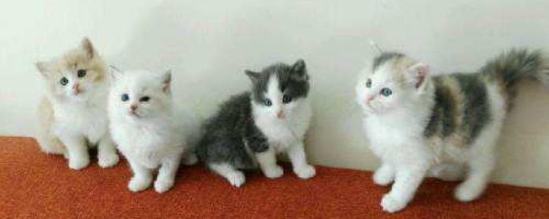 猫咪吃蟑螂会不会生病