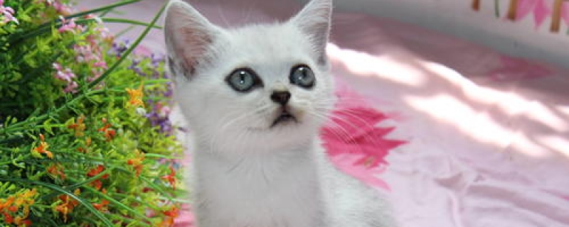 2个月小猫怎么喂养