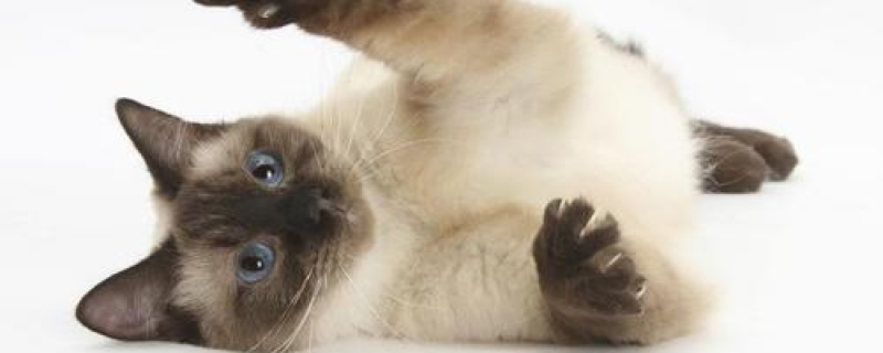 3到4个月猫吃什么