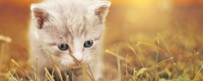 2个月小猫能吃鸡蛋黄吗