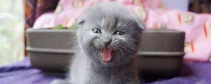 小猫爱睡觉是生病了吗？