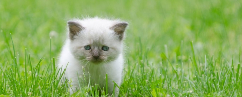 1个半月的猫怎么去跳蚤