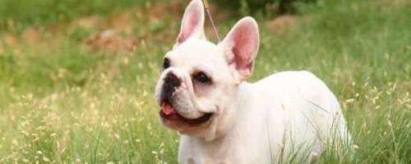 2个月的法斗喂几粒狗粮