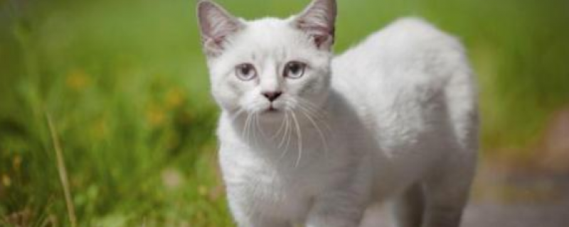 2岁猫掉胡子怎么回事