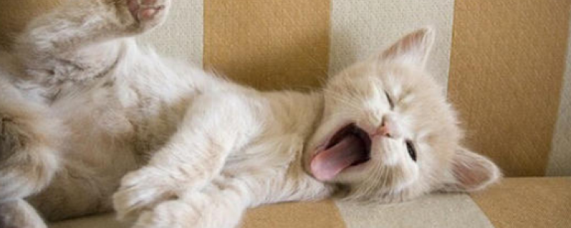 3天小奶猫吃饱了的表现