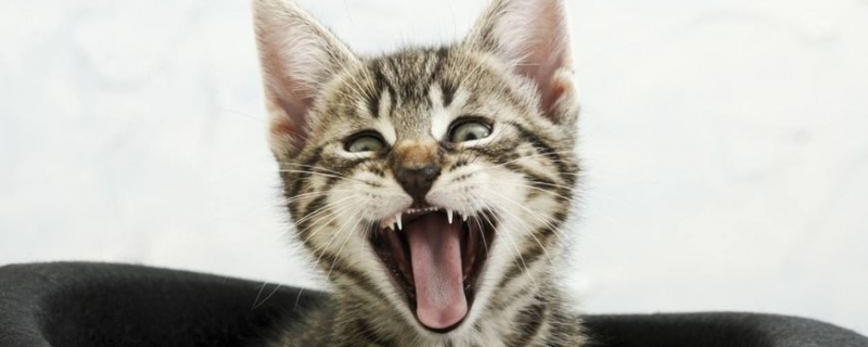 2个月小猫怎样适应新家