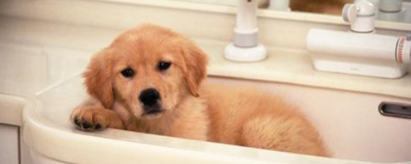 14种狗狗不能吃的食物