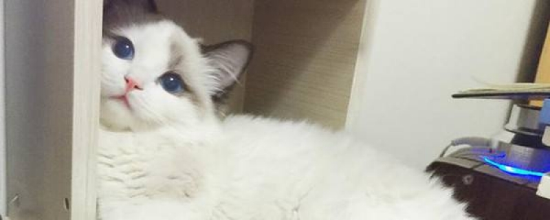 50天的小猫抱走可以养活吗