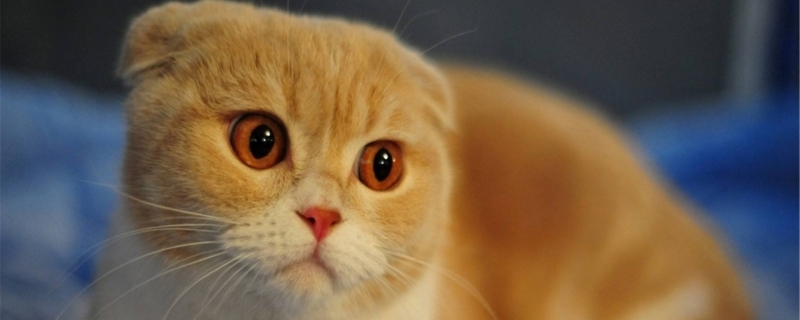 为什么不建议养折耳