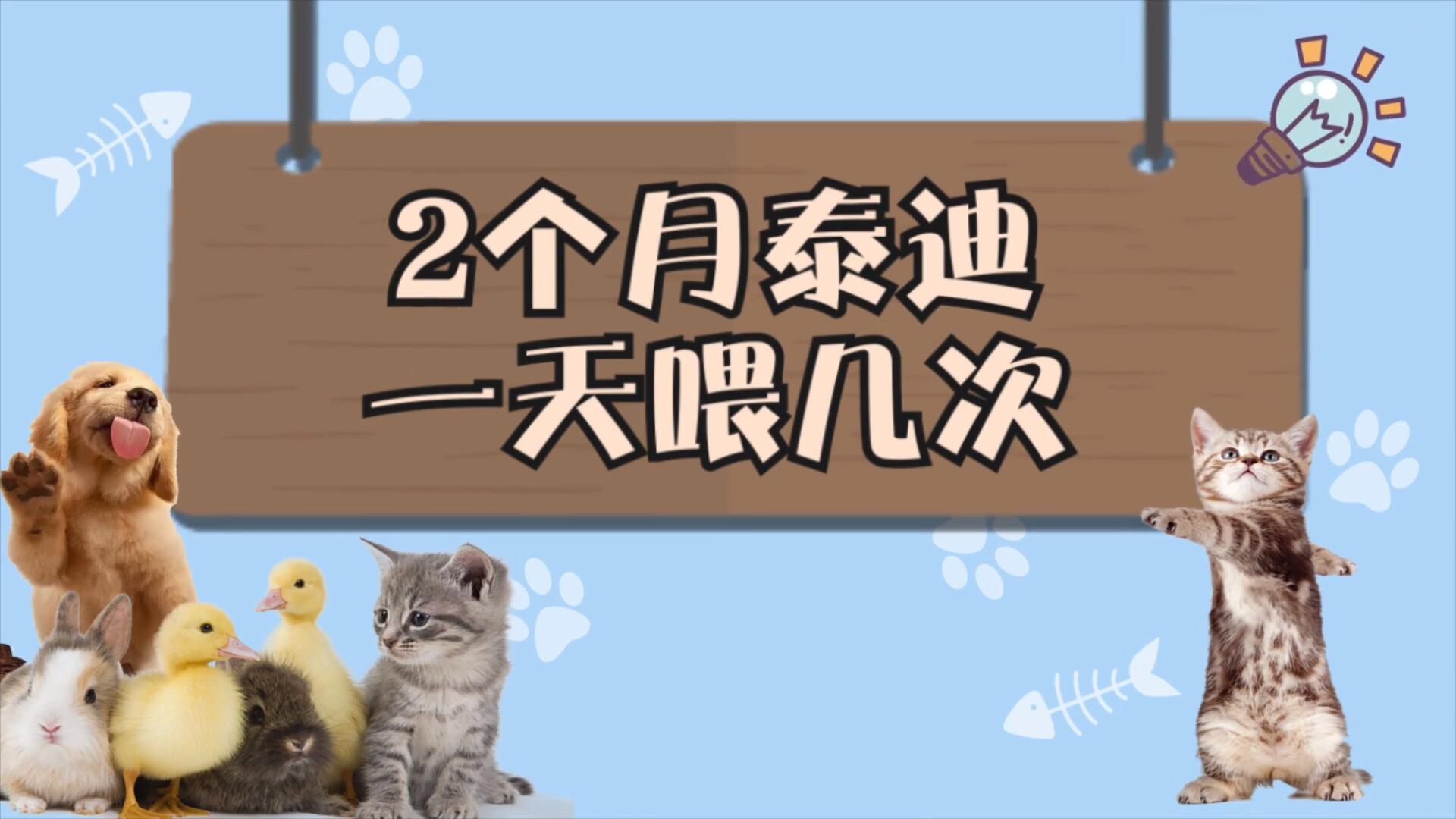 2個月泰迪一天喂幾次