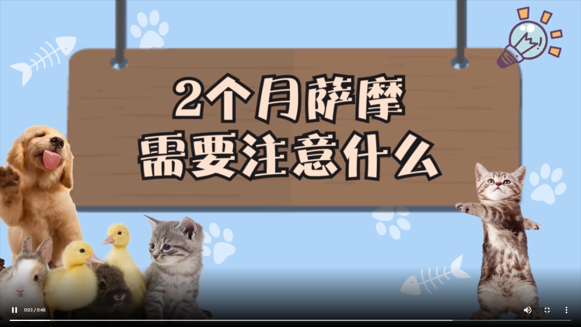 2個月薩摩需要注意什么