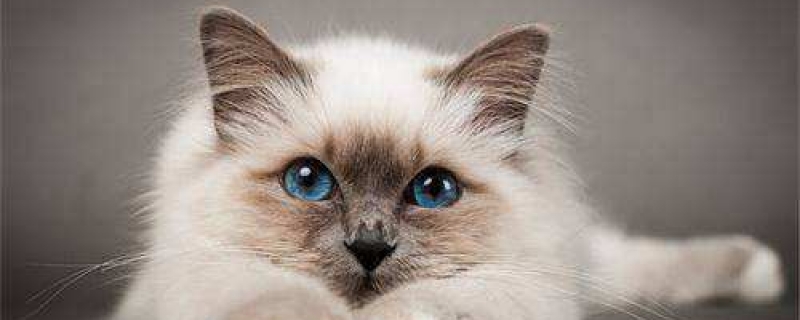 为什么猫咪喜欢缩成一团